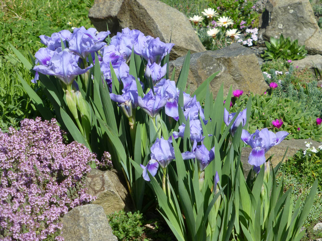 Iris pumila 'bleu'